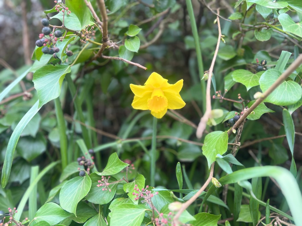 Daffodil in Devon Hedgerow