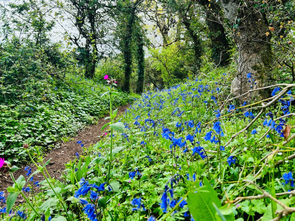 Bluebells in Devon Countryside