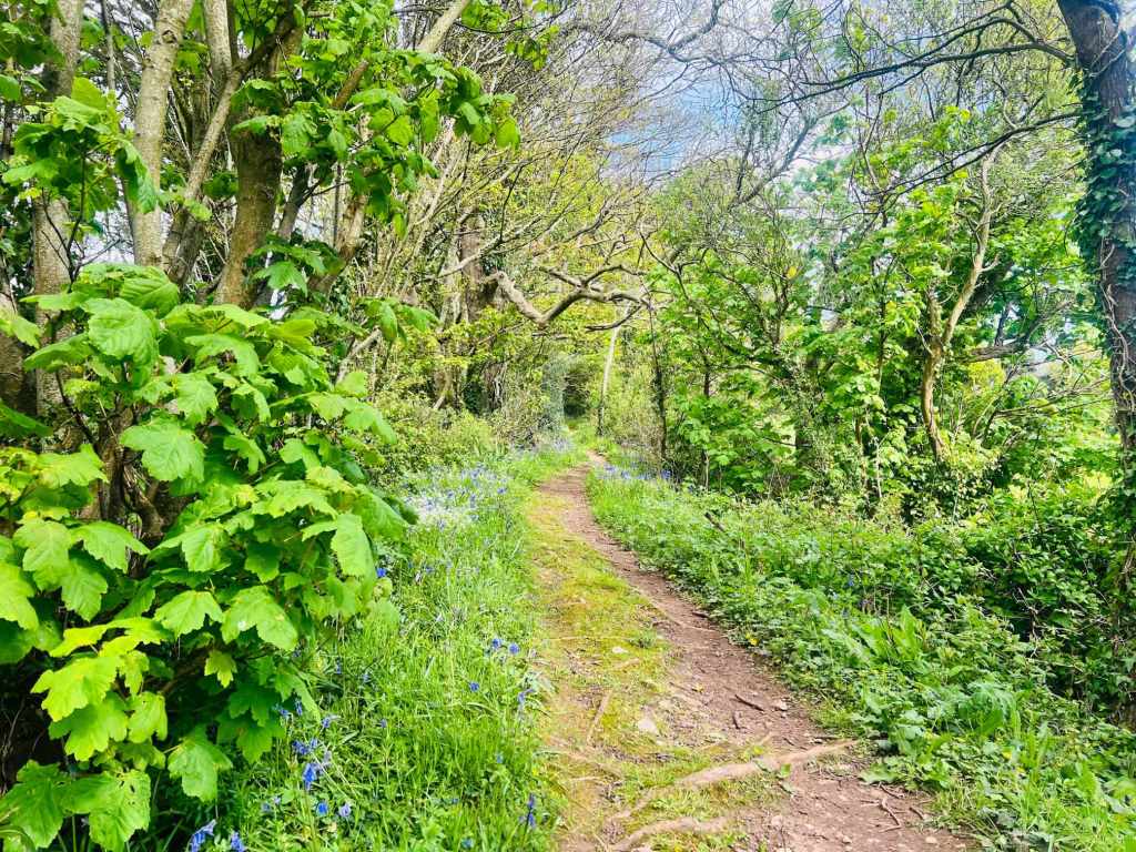 Country Path in Devon