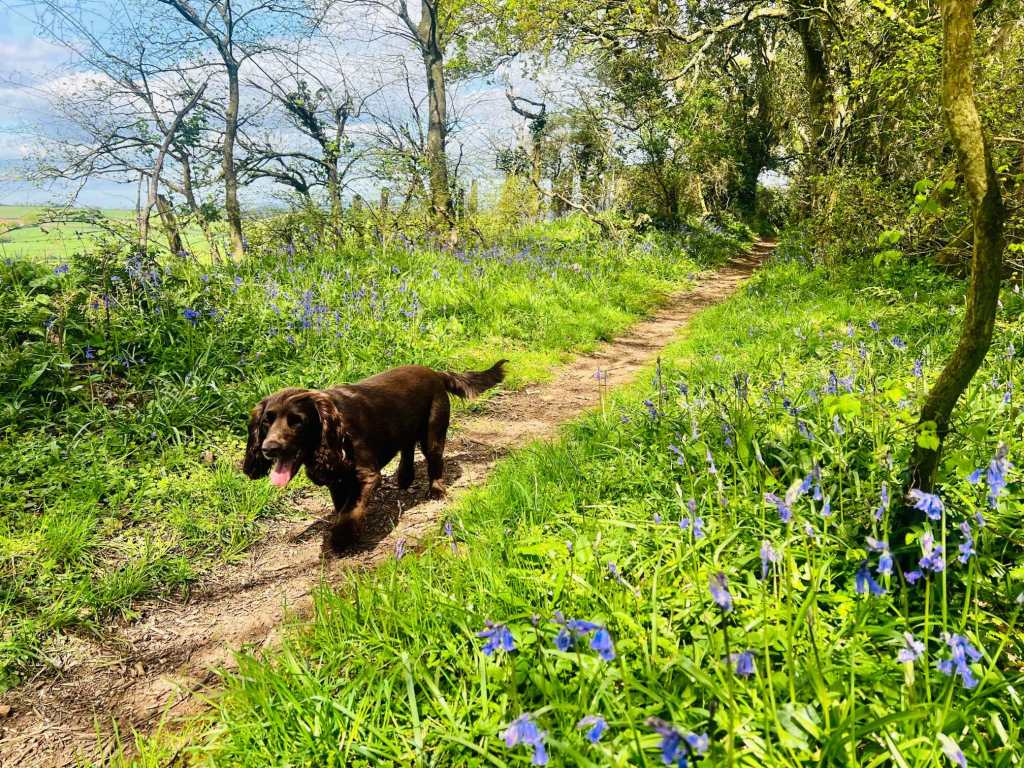 Walking near Exeter in Devon
